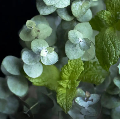 Fraîcheur d'Eucalyptus