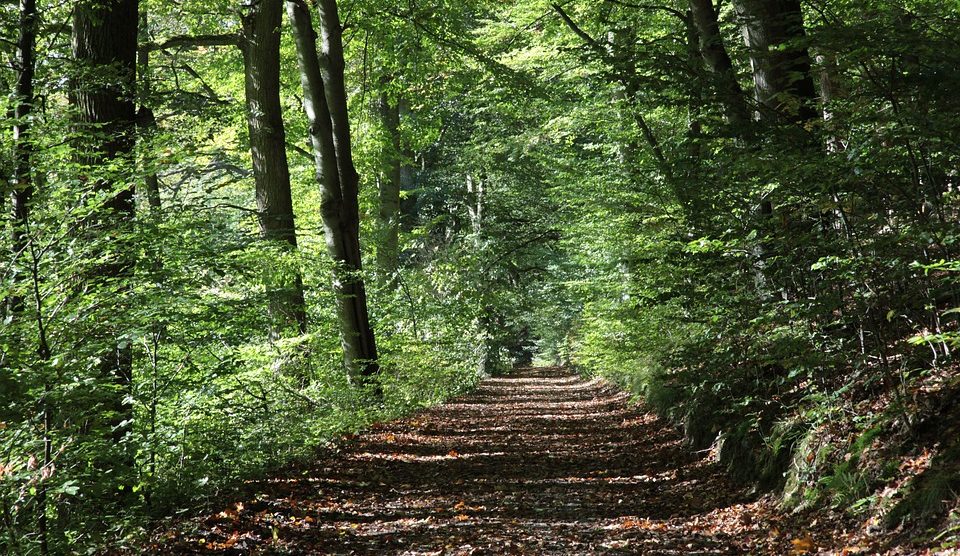 Escapade en forêt