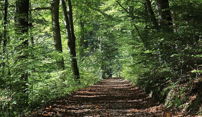 Escapade en forêt